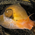 Naticarius zonalis